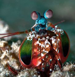 The Terminator. Peakcock mantis shrimp taken in Kapalai. ... by Beverly Speed 